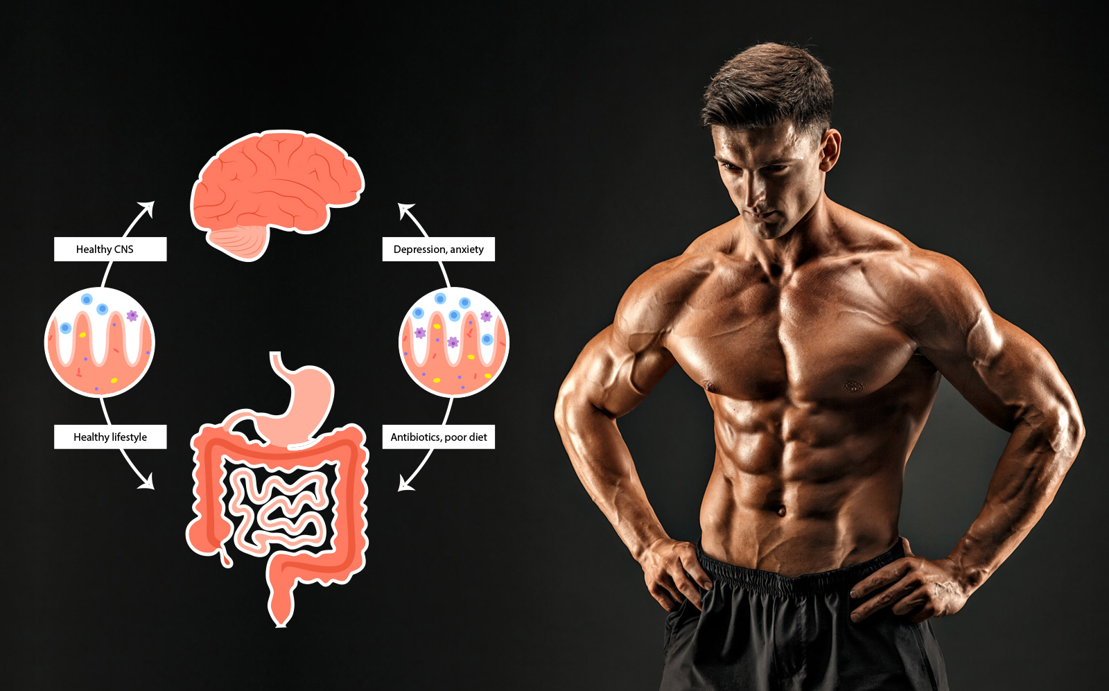 The Gut-Muscle Connection: How Your Microbiome Holds The Key To Better ...